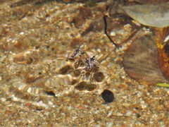 Velia gridellii
