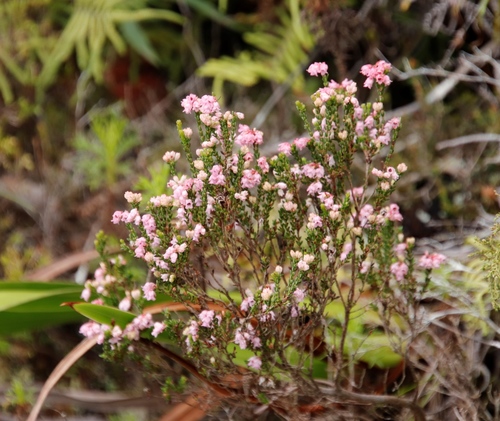 Image of Shortleaf Heath (Erica brevifolia) by (c) Tony Rebelo, some rights reserved (CC BY-SA)