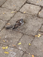 Passer domesticus