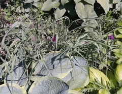 Tradescantia × andersoniana