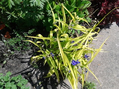 Tradescantia × andersoniana