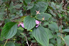 Heterocentron muricatum