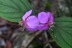 Heterocentron muricatum