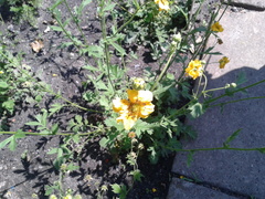 Geum quellyon