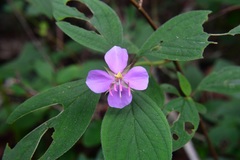 Heterocentron muricatum