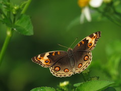 Junonia orithya wallacei