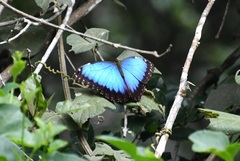 Morpho helenor octavia