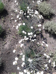 Dianthus plumarius
