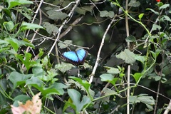 Morpho helenor octavia