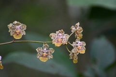 Trichocentrum andreanum