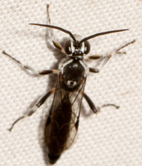 Coelichneumon navus