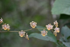 Trichocentrum andreanum