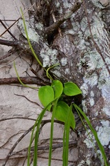 Peperomia lanceolatopeltata