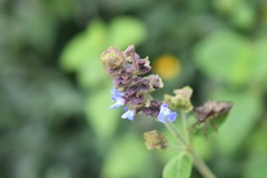 Salvia mocinoi