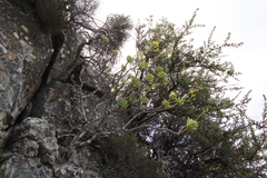 Euryops pectinatus pectinatus