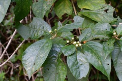 Lycianthes lenta