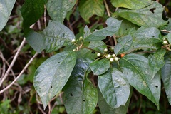 Lycianthes lenta