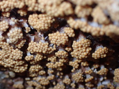 Oligonema verrucosum