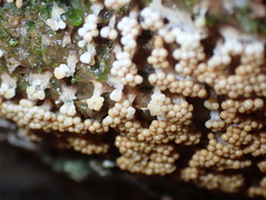 Oligonema verrucosum