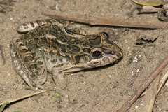 Leptodactylus macrosternum