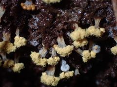 Oligonema verrucosum