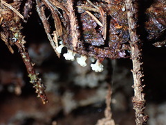 Oligonema verrucosum
