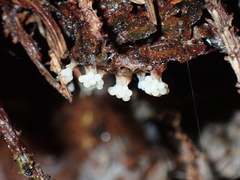 Oligonema verrucosum