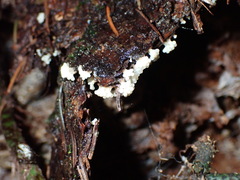 Oligonema verrucosum