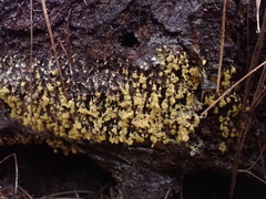Oligonema verrucosum