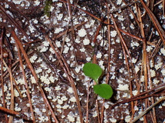 Oligonema verrucosum