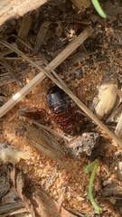 Parcoblatta americana