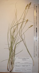 Carex arcta