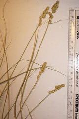 Carex arcta