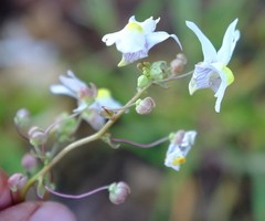 Nemesia leipoldtii