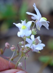 Nemesia leipoldtii