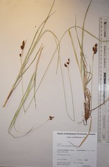 Carex atratiformis