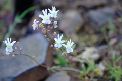 Nemesia leipoldtii