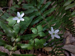 Anemonoides quinquefolia