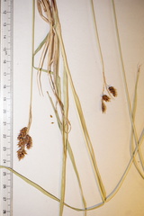 Carex atratiformis