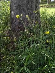 Diplotaxis tenuifolia