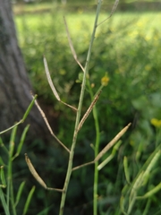 Diplotaxis tenuifolia