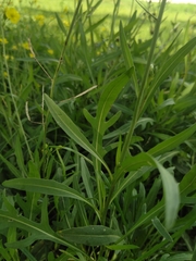 Diplotaxis tenuifolia