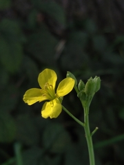 Diplotaxis tenuifolia
