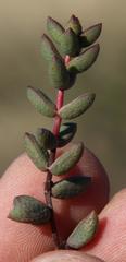 Crassula subaphylla subaphylla