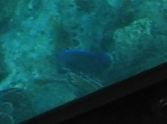 Acanthurus coeruleus