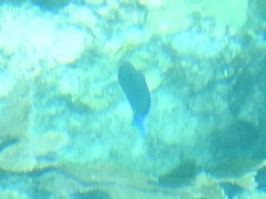 Acanthurus coeruleus