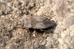 Emblethis denticollis