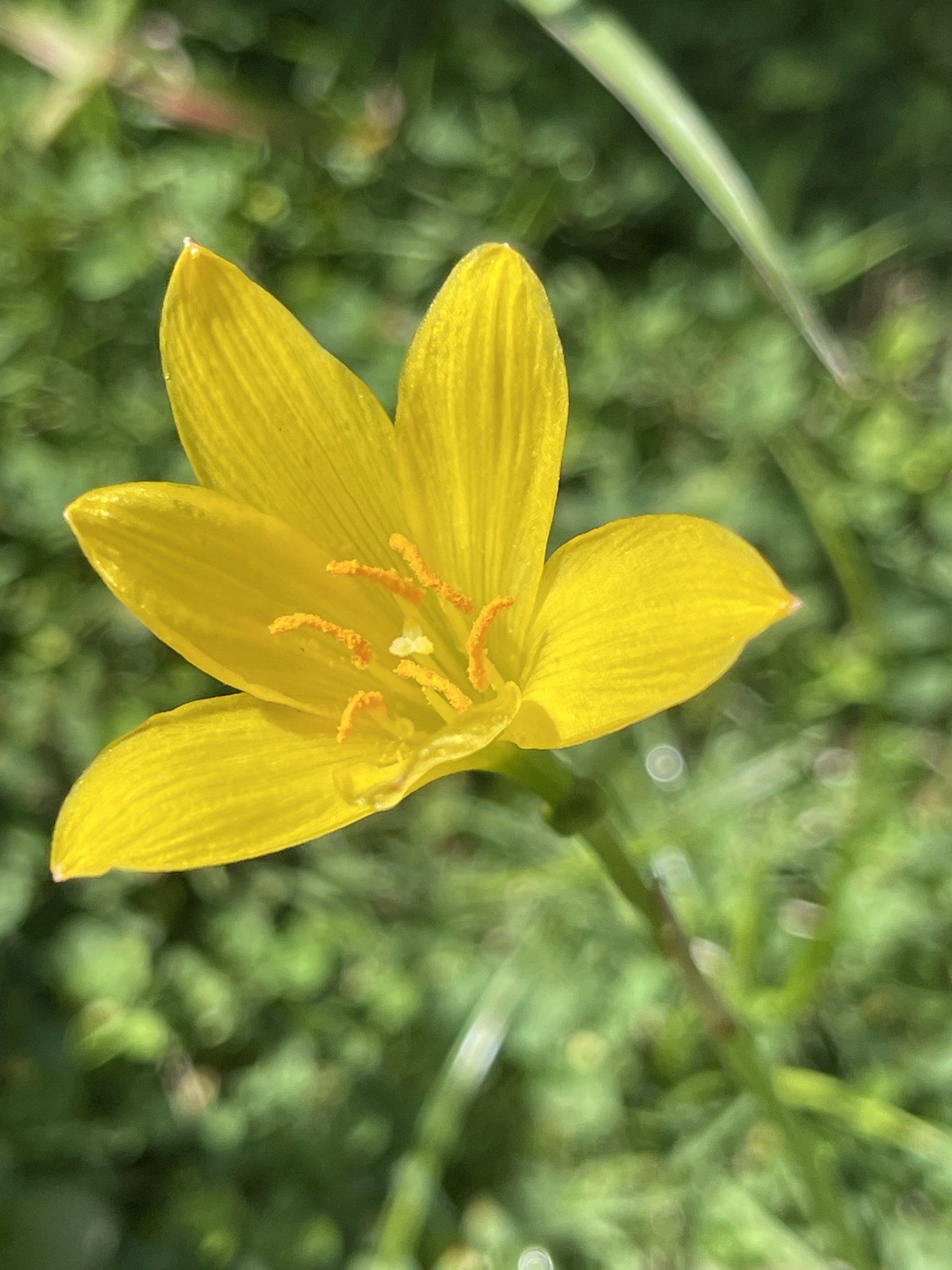 Zephyranthes citrina