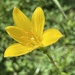 黃花韮蘭 黃花蔥蓮 黃色風雨花 - Photo 由 axhela 所上傳的 (c) axhela，保留部份權利CC BY-NC
