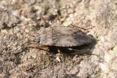 Emblethis denticollis